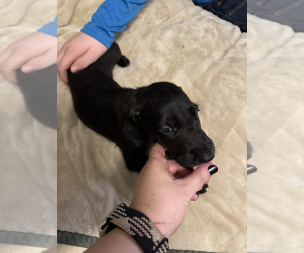 Medium Photo #1 Great Dane-Poodle (Standard) Mix Puppy For Sale in FORT WORTH, TX, USA