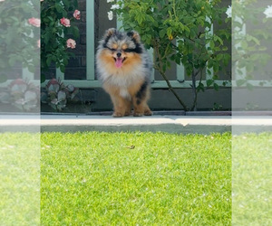 Pomeranian Puppy for sale in EASTVALE, CA, USA