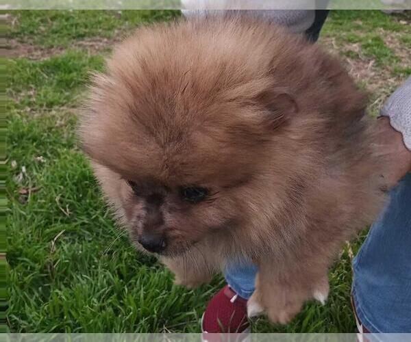 Medium Photo #6 Pomeranian Puppy For Sale in DECATUR, TX, USA