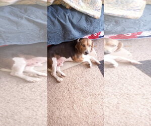 Beagle Dogs for adoption in Sanford, FL, USA