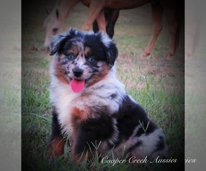 Miniature Australian Shepherd Puppy for sale in SMITHVILLE, AR, USA