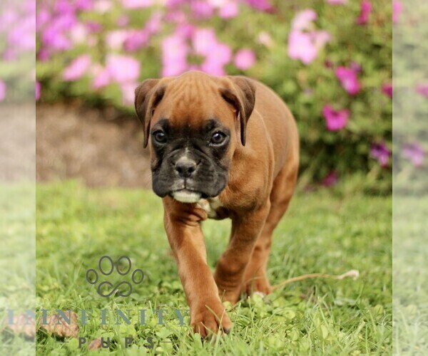 Medium Photo #5 Boxer Puppy For Sale in GORDONVILLE, PA, USA