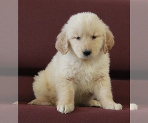 Golden Retriever Puppy for sale in FREDERICKSBURG, OH, USA
