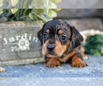 Puppy Jasper Dachshund