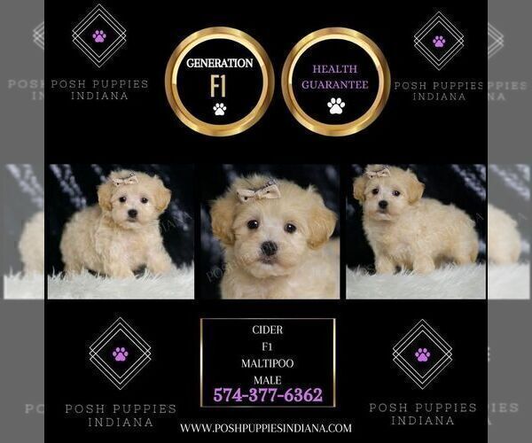 Medium Photo #77 Maltipoo (Miniature) Puppy For Sale in WARSAW, IN, USA