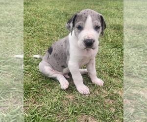 Great Dane Puppy for sale in TWIN CITY, GA, USA