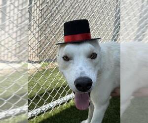 Siberian Husky Dogs for adoption in Downey, CA, USA