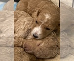 Small Goldendoodle