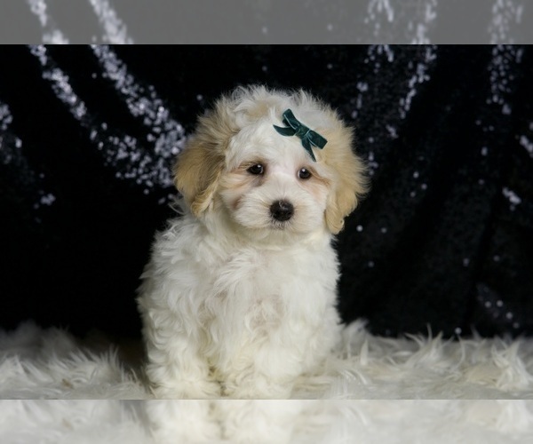 Medium Photo #2 Maltipoo Puppy For Sale in WARSAW, IN, USA