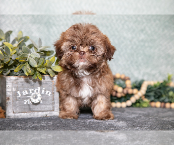 Medium Photo #3 Shih Tzu Puppy For Sale in CLARE, MI, USA