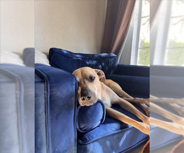 Medium Photo #1 Mutt Puppy For Sale in Las Vegas, NV, USA