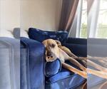 JUNIE - Female Mutt Dog for Adoption - Small photo
