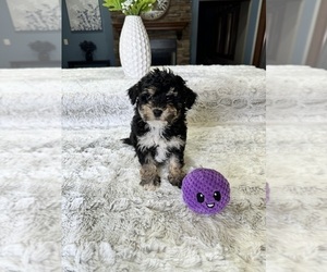 Shorkie Tzu Puppy for sale in GREENFIELD, IN, USA