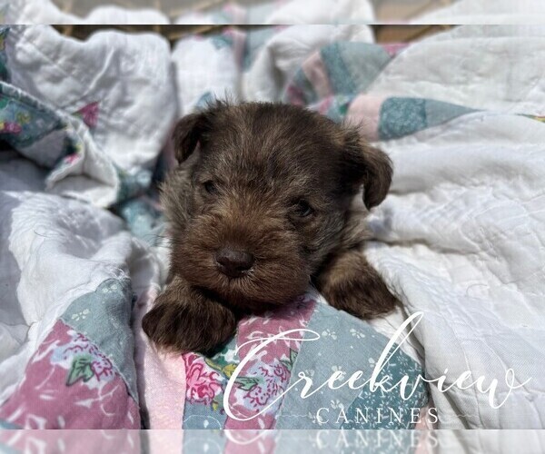 Medium Photo #2 Schnauzer (Miniature) Puppy For Sale in NIANGUA, MO, USA