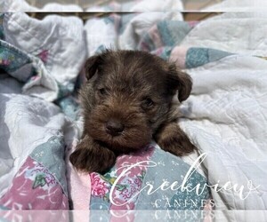 Medium Schnauzer (Miniature)