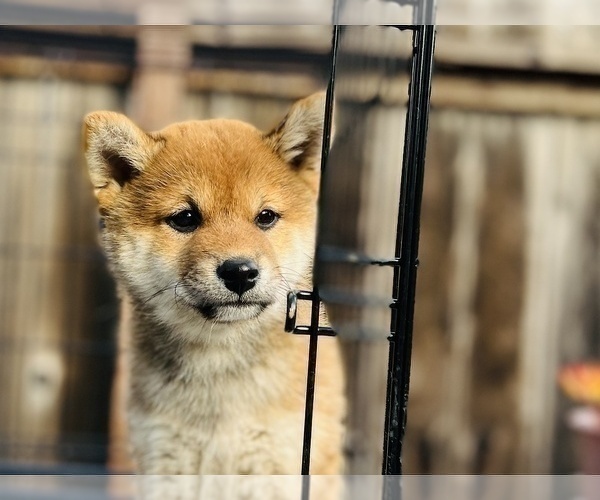 Medium Photo #61 Shiba Inu Puppy For Sale in FREMONT, CA, USA