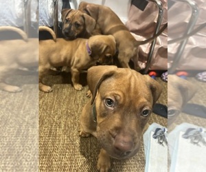 Belgian Malinois-Catahoula Leopard Dog Mix Litter for sale in WASHINGTON, DC, USA