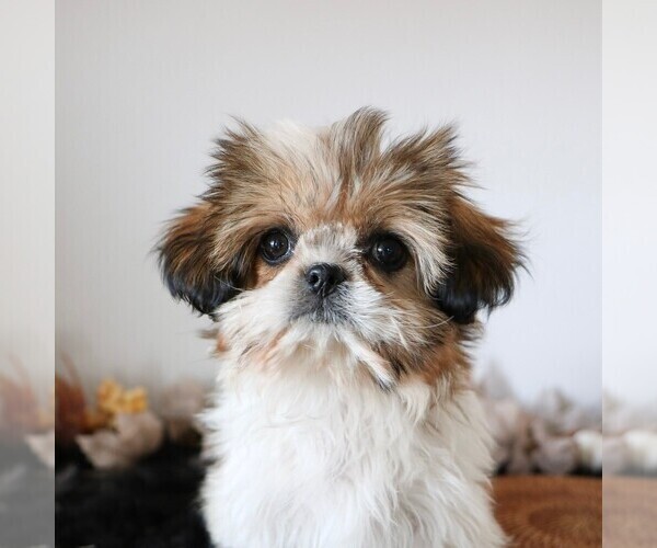 Medium Photo #1 Shih Tzu Puppy For Sale in ARTHUR, IL, USA