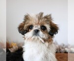Small Shih Tzu