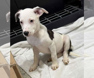 Collie-German Shepherd Dog Mix Dogs for adoption in Mechanicsburg, PA, USA