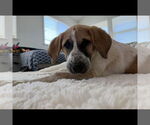Small Anatolian Shepherd-Great Pyrenees Mix