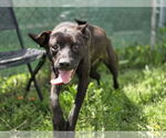 Small #9 Mutt