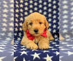 Small Photo #6 Labradoodle-Poodle (Miniature) Mix Puppy For Sale in KIRKWOOD, PA, USA