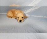 Small #7 Golden Retriever