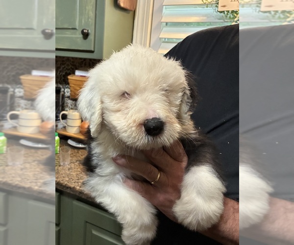 Medium Photo #3 Old English Sheepdog Puppy For Sale in OXFORD, MS, USA
