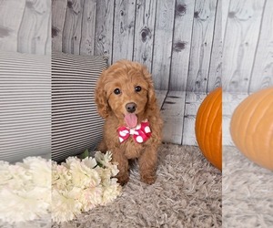 Cockapoo Puppy for sale in SUGARCREEK, OH, USA