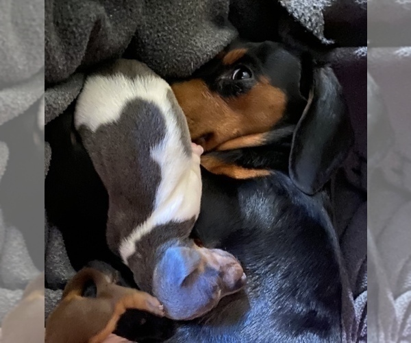 Medium Photo #45 Dachshund Puppy For Sale in LUBBOCK, TX, USA