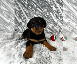 Rottweiler Puppy for sale in GREENWOOD, IN, USA