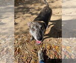 Small #1 Catahoula Leopard Dog Mix