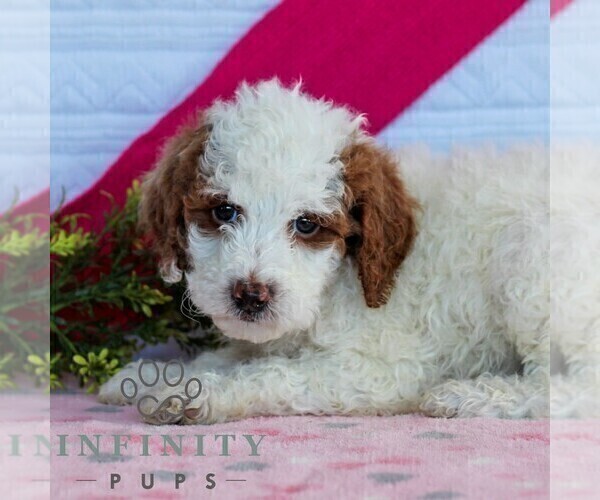 Medium Photo #4 Goldendoodle (Miniature) Puppy For Sale in LITITZ, PA, USA