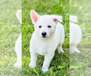 German Shepherd Dog Puppy for sale in CARDINGTON, OH, USA