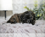 Small #1 Shih Tzu