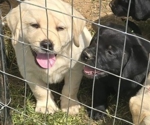 Labrador Retriever Puppy for sale in WESTFIELD, NC, USA