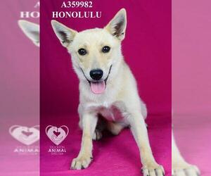 German Shepherd Dog Dogs for adoption in Stockton, CA, USA