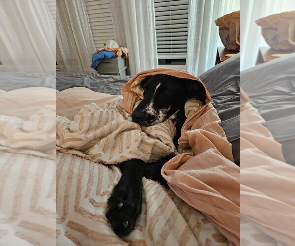 Medium Photo #3 Great Dane Puppy For Sale in Bullard, TX, USA