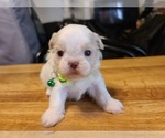 Small Photo #13 Shih Tzu Puppy For Sale in BELLEVILLE, MI, USA
