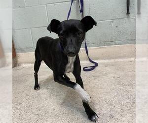 Italian Greyhuahua Dogs for adoption in Rancho Cucamonga, CA, USA