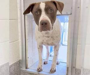 Pointer-Unknown Mix Dogs for adoption in Houston, TX, USA