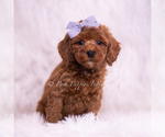Puppy Cheerio Poodle (Toy)