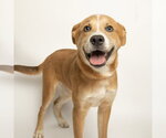 Small Siberian Husky Mix