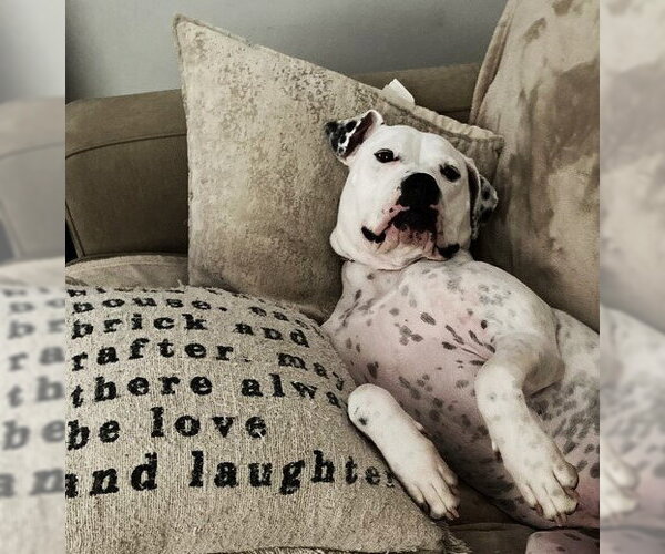 Medium Photo #3 American Bulldog Puppy For Sale in Raleigh, NC, USA