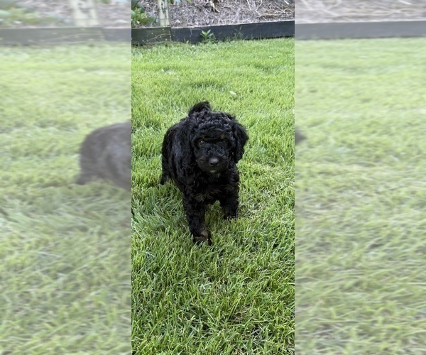 Medium Photo #8 Aussiedoodle Puppy For Sale in ASHEVILLE, NC, USA