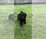 Small Photo #8 Aussiedoodle Puppy For Sale in ASHEVILLE, NC, USA