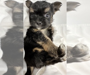 Mal-Shi-Yorkshire Terrier Mix Puppy for sale in MOUNTAIN VIEW, CA, USA