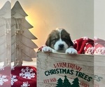 Puppy Green collar Great Bernese