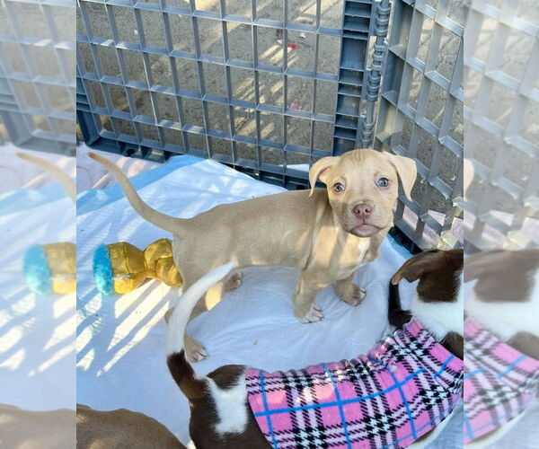 Medium Photo #2 Mutt Puppy For Sale in Mooresville, NC, USA